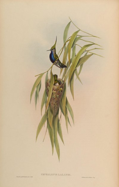 Cephallepis delalandii = Stephanoxis lalandi lalandi by John Gould